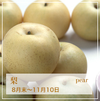 梨 pear 8月末〜11月10日