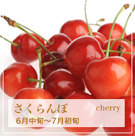 さくらんぼ cherry 6月中旬〜7月初旬